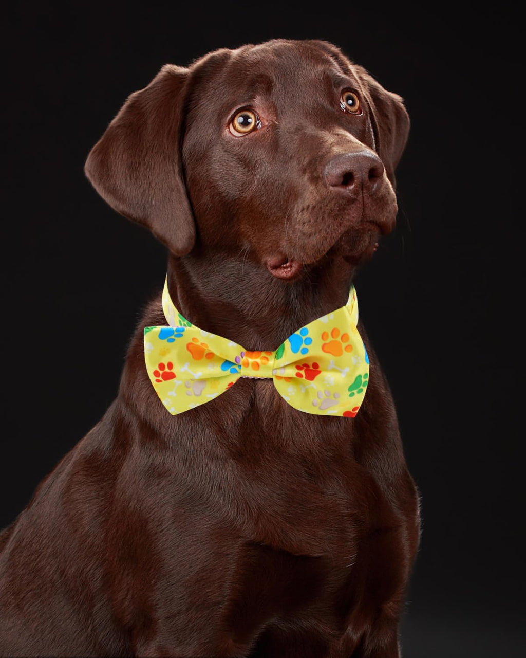 60 Pack Paw Print Dog Bowties and Ties B74602
