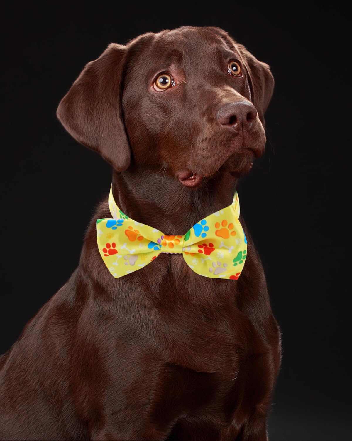 60 Pack Paw Print Dog Bowties and Ties B74602