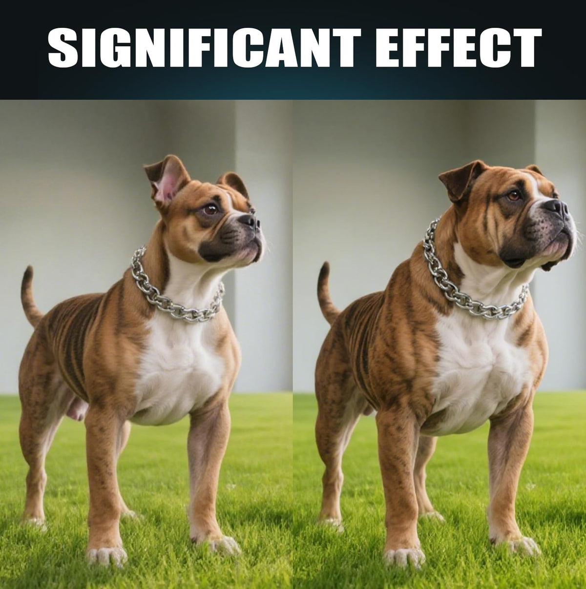 High Protein Dog Weight Gainer Y83849
