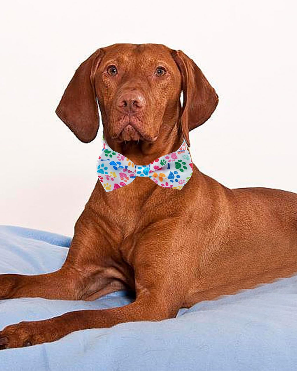 60 Pack Paw Print Dog Bowties and Ties B74602