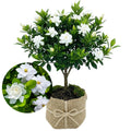 3 Jasmine Live Plants D8416